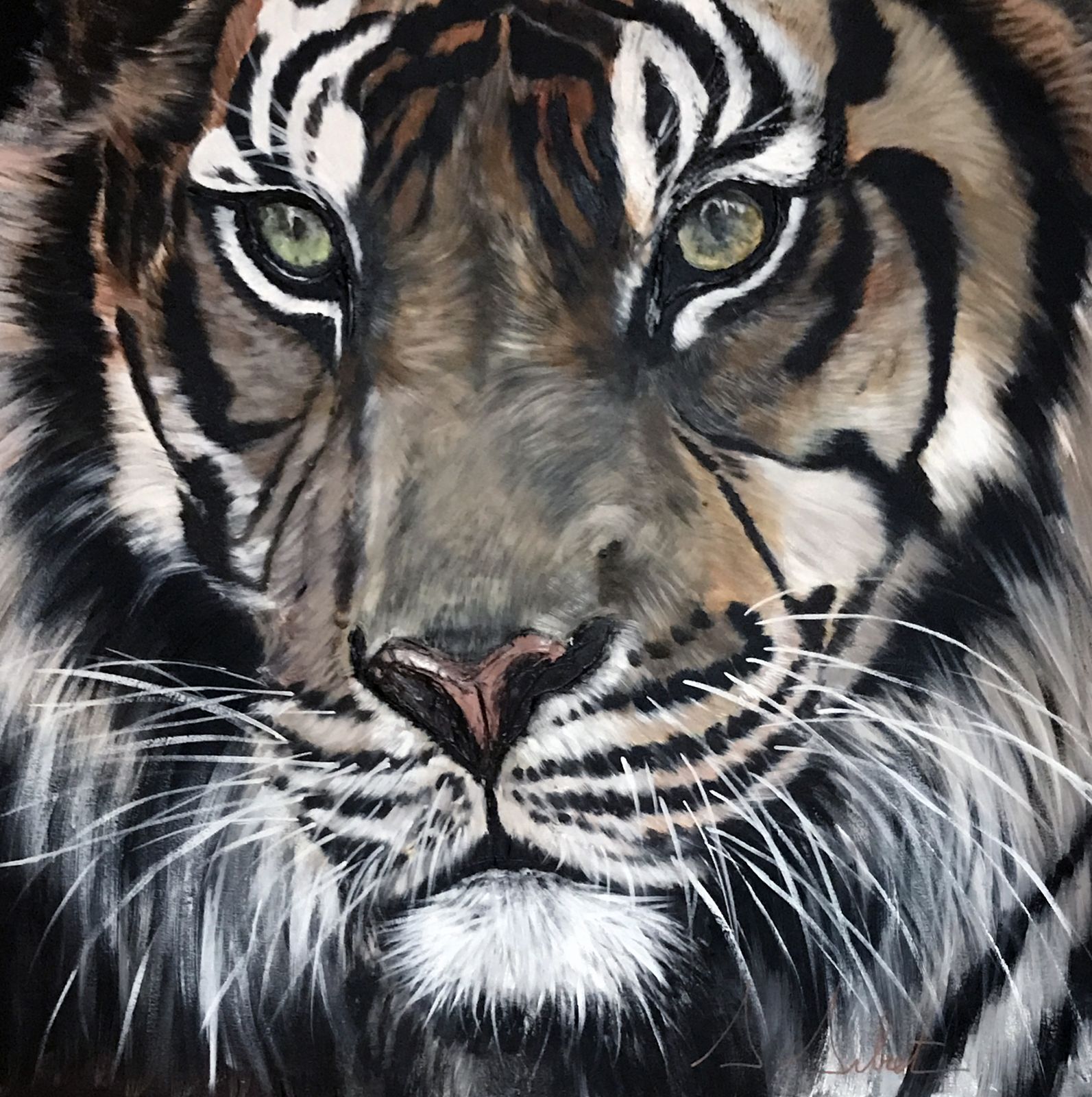 Tigre 6