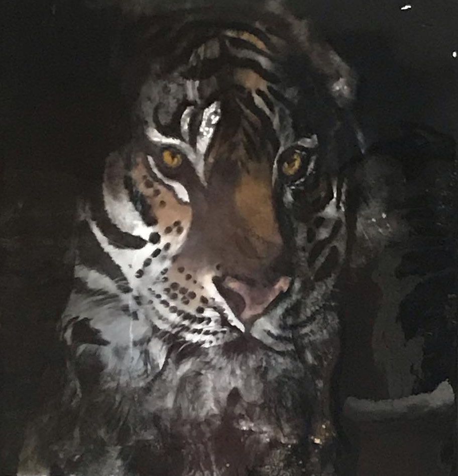 Tigre 7