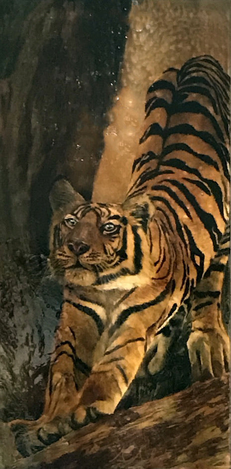 Tigre 9